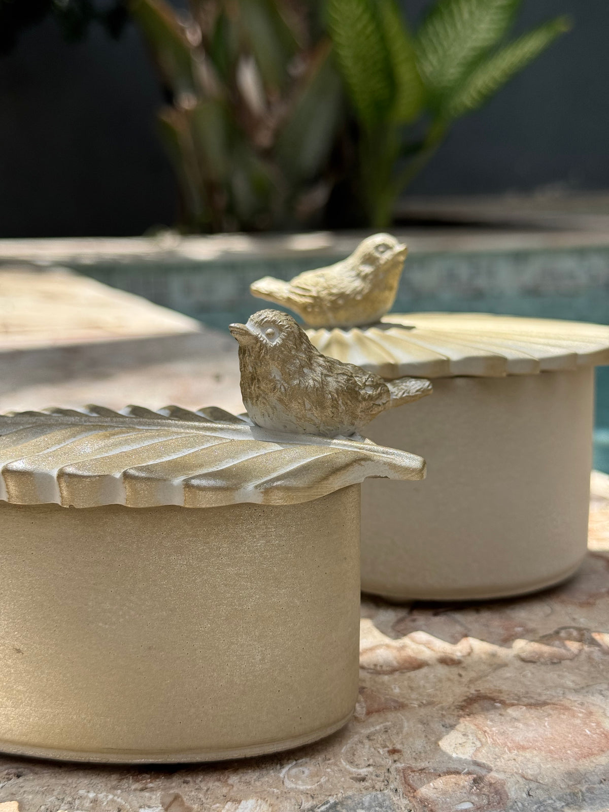 Tarro Aves del Caribe